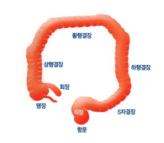 대장 내시경 검사 안내 이미지