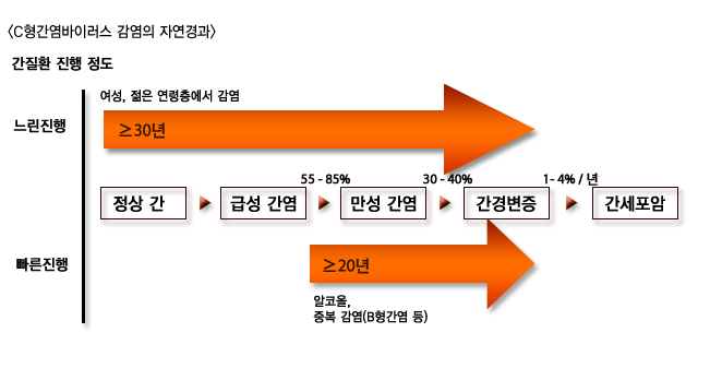 만성 C형간염에서 간경변증 및 간세포암 발생 통계 도표