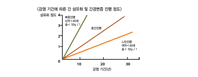 만성 C형간염의 간섬유화 진행 단계 도표